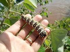 Rothschildia lutea