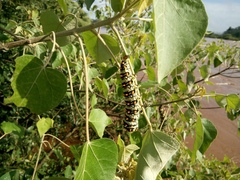Rothschildia lutea