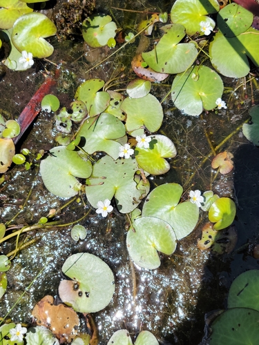 Image of Nymphoides aquatica by (c) Jay Horn, some rights reserved (CC BY)