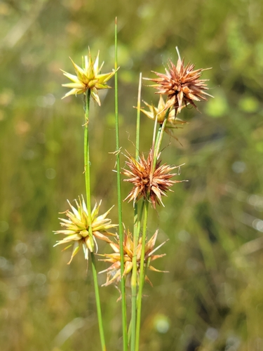 Image of Rhynchospora tracyi by (c) Jay Horn, some rights reserved (CC BY)