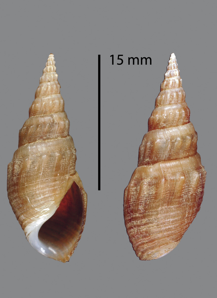 Thiara winteri