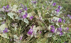 Solanum lasiophyllum