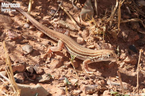 Bosc’s Fringe-toed lizard