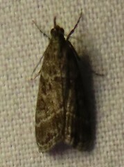 Eudonia rectilinea