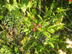 Kalmia polifolia