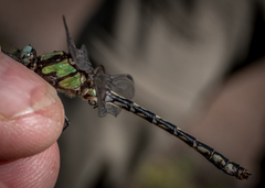 Ophiogomphus carolus