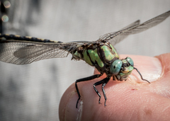 Ophiogomphus carolus