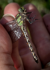 Ophiogomphus carolus