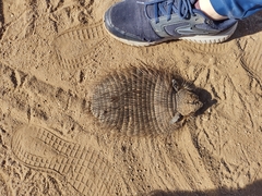 Chaetophractus vellerosus