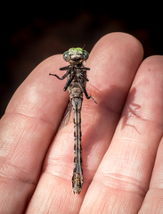 Ophiogomphus carolus