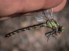 Ophiogomphus carolus