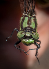 Ophiogomphus carolus