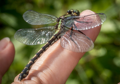 Ophiogomphus carolus