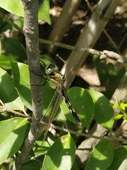 Orthetrum albistylum speciosum