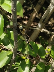 Orthetrum albistylum speciosum