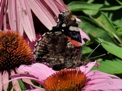 Vanessa atalanta