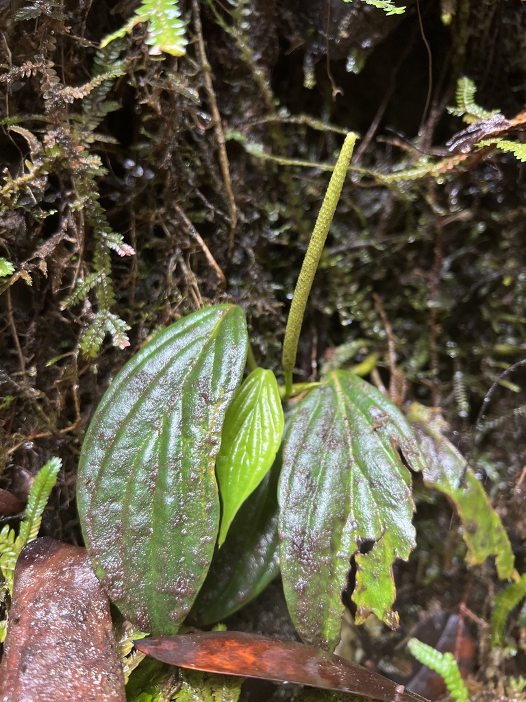 Peperomia caliginigaudens