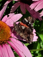 Vanessa atalanta