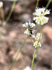 Stenostrophia tribalteata
