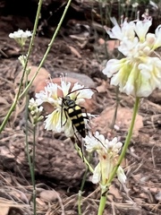 Stenostrophia tribalteata