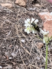 Stenostrophia tribalteata