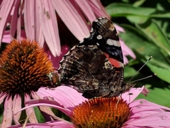 Vanessa atalanta