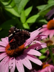 Vanessa atalanta