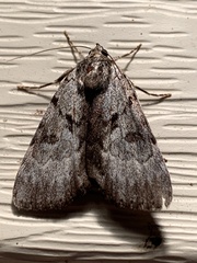 Catocala sordida