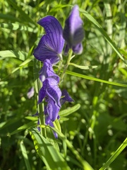 Aconitum delphiniifolium