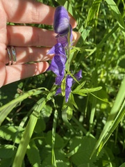 Aconitum delphiniifolium