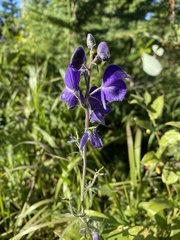 Aconitum delphiniifolium