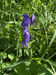 Aconitum delphiniifolium