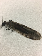 Dysmicohermes disjunctus