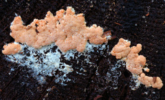 Hypomyces armeniacus