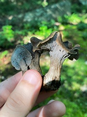 Craterellus foetidus