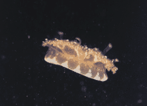 Mangrove Upsidedown Jellyfish