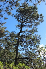 Pinus devoniana