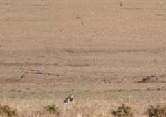 Oreopholus ruficollis