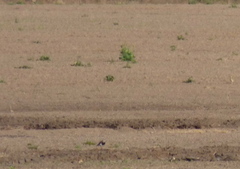 Oreopholus ruficollis