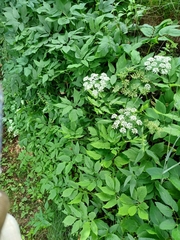 Aegopodium podagraria