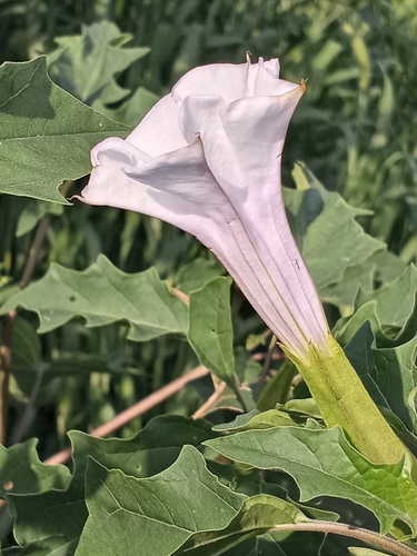 Datura stramonium