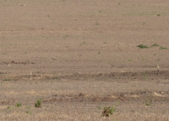 Oreopholus ruficollis