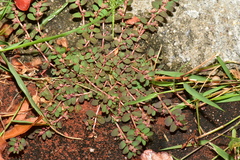 Euphorbia thymifolia