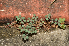 Euphorbia thymifolia
