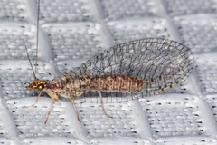 Eremochrysa punctinervis