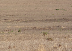 Oreopholus ruficollis