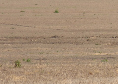 Oreopholus ruficollis