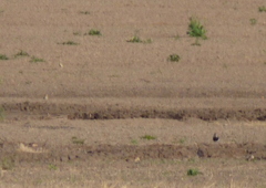 Oreopholus ruficollis