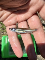 Notropis percobromus