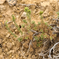 Artemisia pygmaea